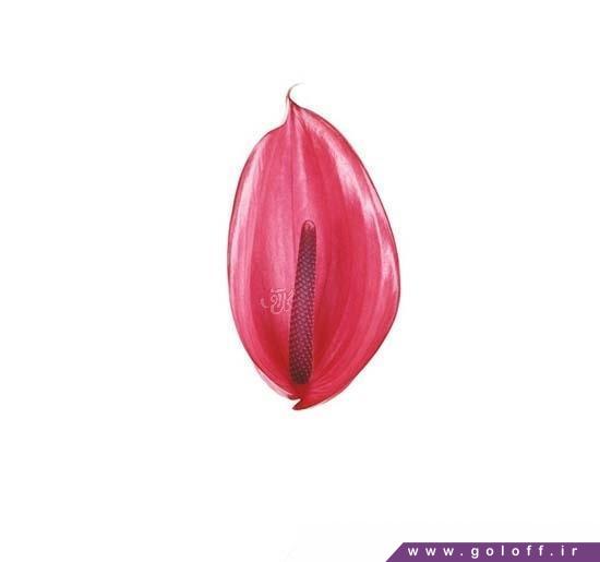 خرید دسته گل اینترنتی - گل آنتوریوم ژاویا - Anthorium | گل آف